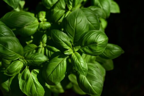 basil 1