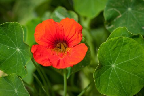 Companion Planting with Nasturtium 1