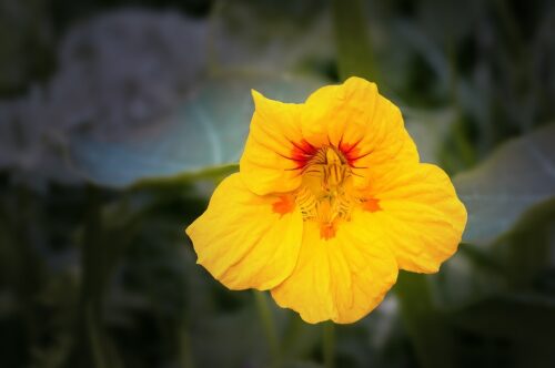 yellow flower 2