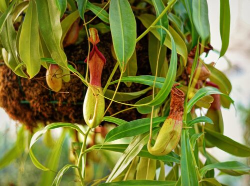 Pitcher Plant 2