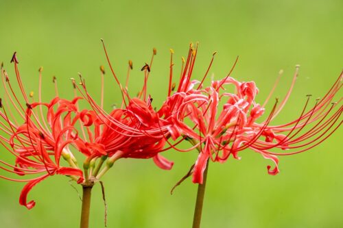 Red Spider Lily 1