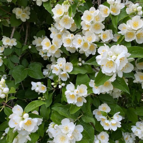 Philadelphus Lewisii 1