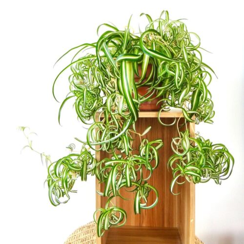 curly spider plants 1