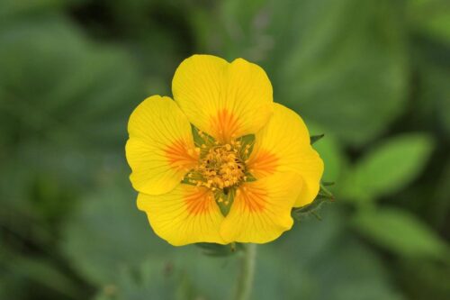 Geum radiatum 5