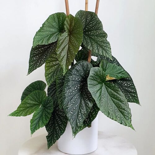 Begonia Lucerna 1