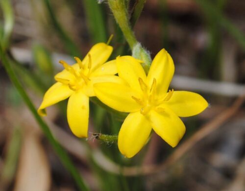 Plants that Resemble Marsh Marigold 2