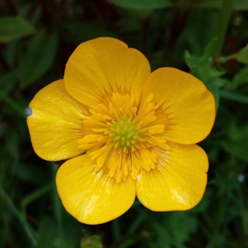 Plants that Resemble Marsh Marigold 4