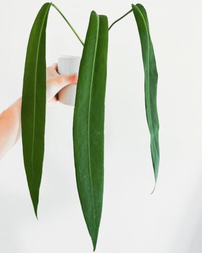 Anthurium Pallidiflorum 1