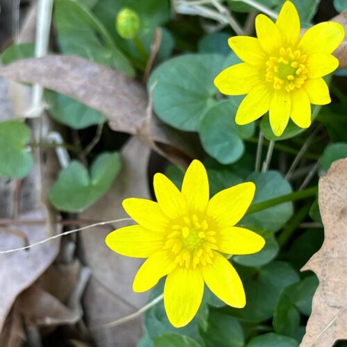 Plants that Resemble Marsh Marigold 3