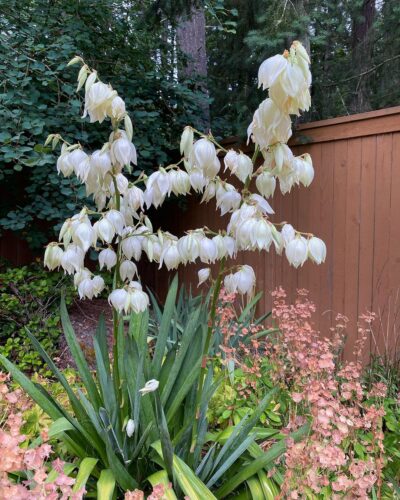 yucca flowers 1