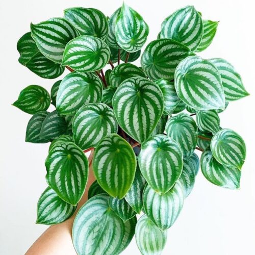 Houseplants that Can be Propagated by Leaves 1