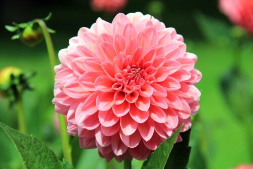 Dahlia Companion Plants 1