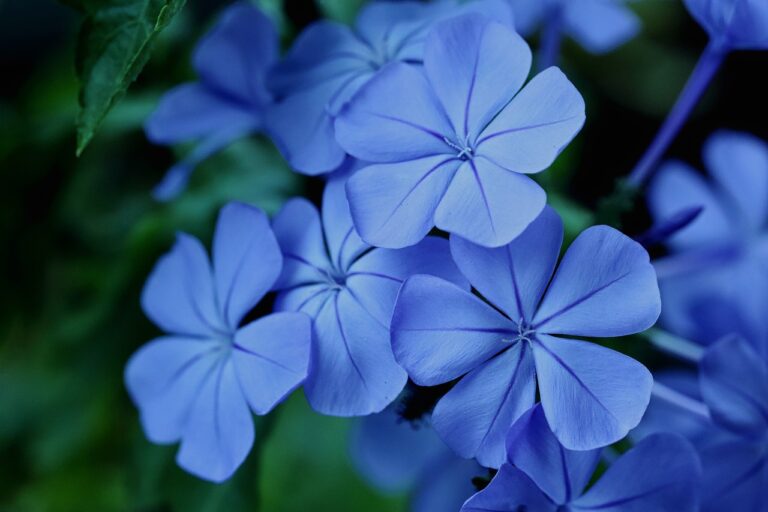 Plumbago Plant Growing and Care Guide | HomeGardeningWeb