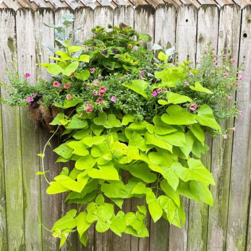 Sweet Potato Vine 4