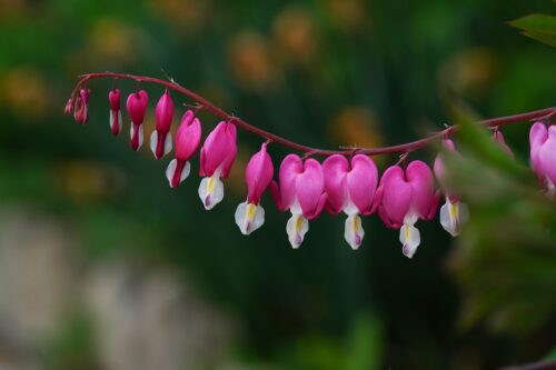 bleeding heart 2