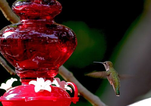 Keep Bees Away From Hummingbird Feeders 1