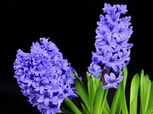 Hyacinth 2