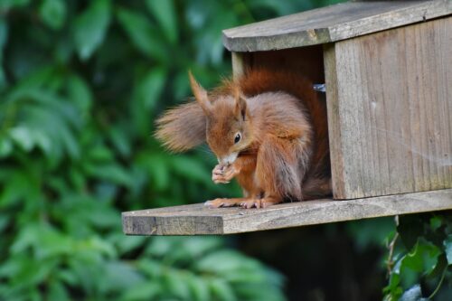 Squirrel Resistant Flower Bulbs 1