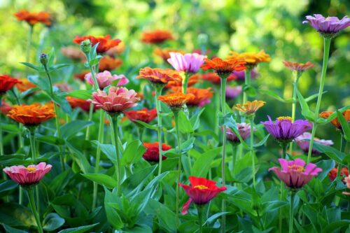 Tips for Flower Gardening 1