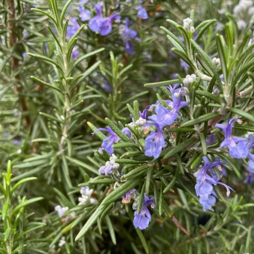 Tuscan Blue Rosemary 1