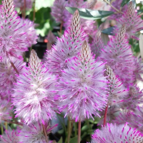 Ptilotus exaltatus 1