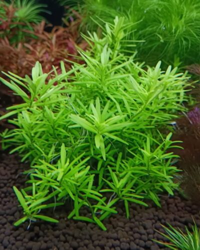 Rotala rotundifolia 1