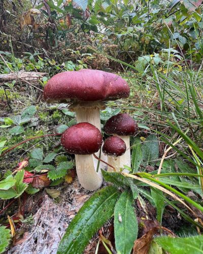 Wine Cap Mushrooms 1