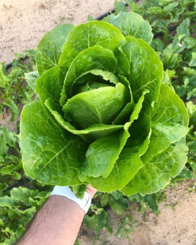 Valmaine Romaine Lettuce