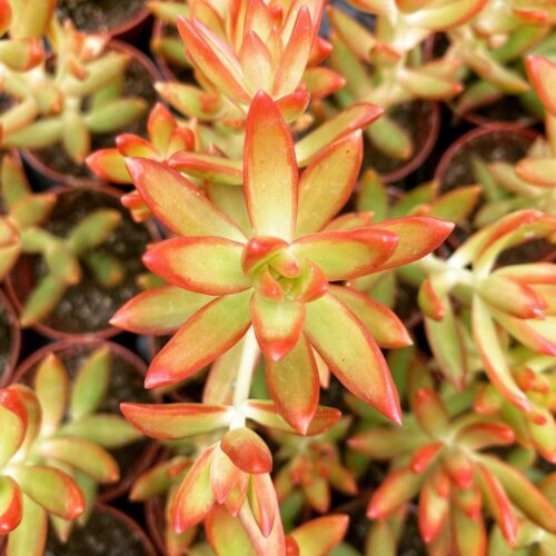 Sedum 'Firestorm'