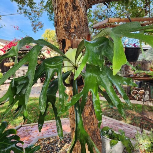 Grow Staghorn Fern from Spores 1