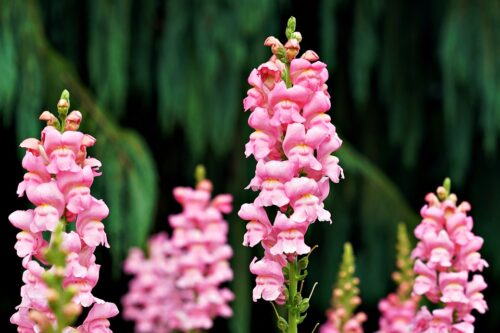 Are Snapdragons Annuals or Perennials 1