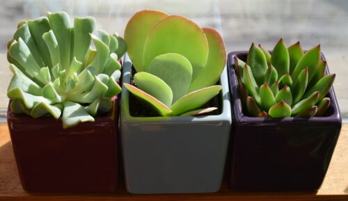 succulents 6