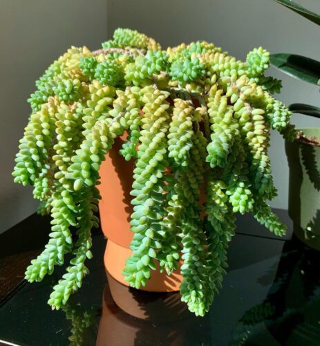 burro's tail 1