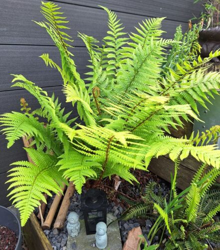 How to Propagate Ferns 1