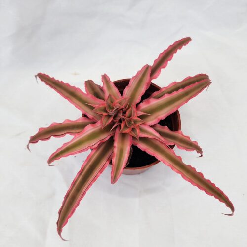 Cryptanthus 1