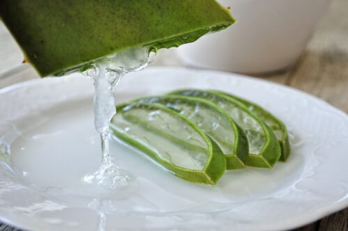 Aloe Vera as a Rooting Hormone 1