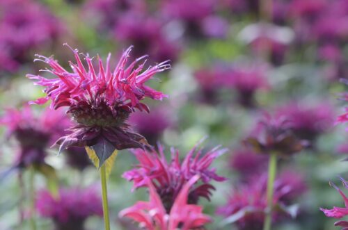 Bee Balm 14