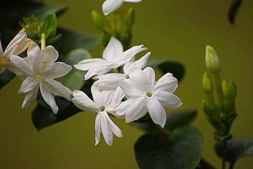 jasmine in pots 1