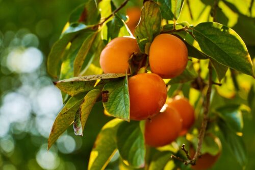 Persimmon Tree 1