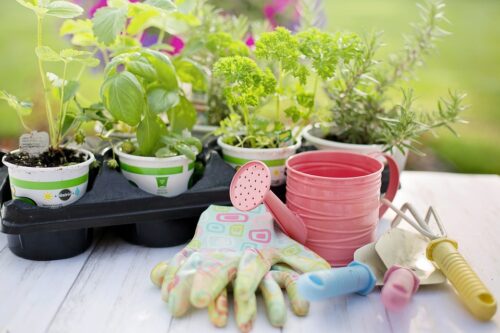 Gardening in December 1