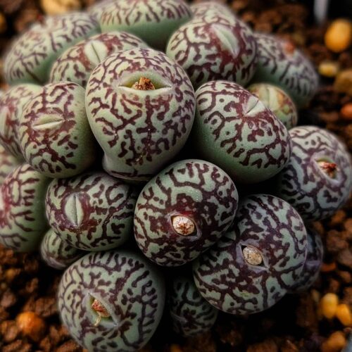 Conophytum Wittebergense 