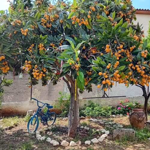 Loquat Tree 1