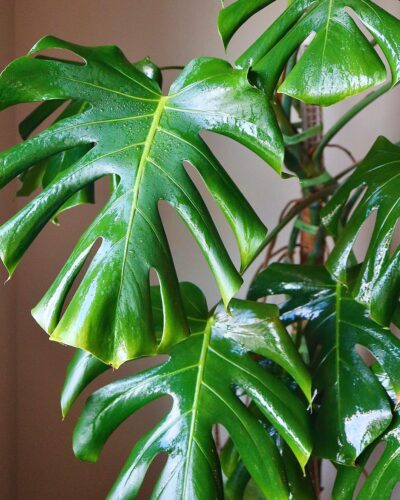 thrips on monstera 1