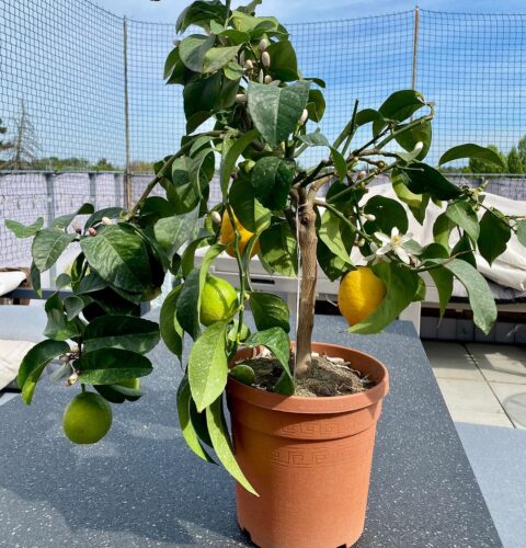 growing lemon in a pot