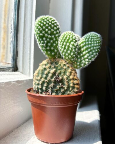 bunny ear cactus 5