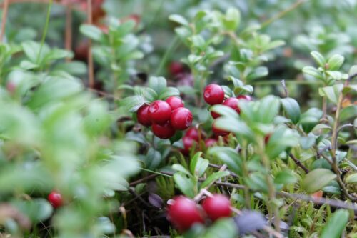 cranberries in pots