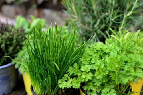 Mexican Herb Garden