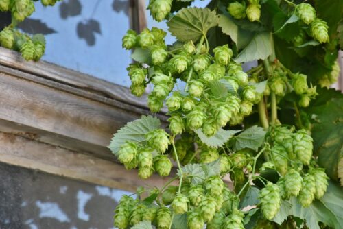 Growing Hops in Pots 1