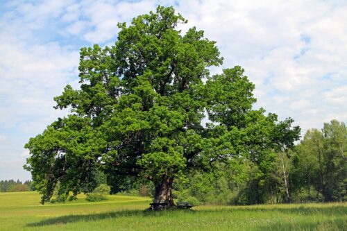 Plants to Grow Under the Oak Trees 1