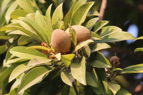 sapodilla in pots